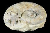 Jurassic Ammonite (Lytoceras) Fossil - Somerset, England #177064-1